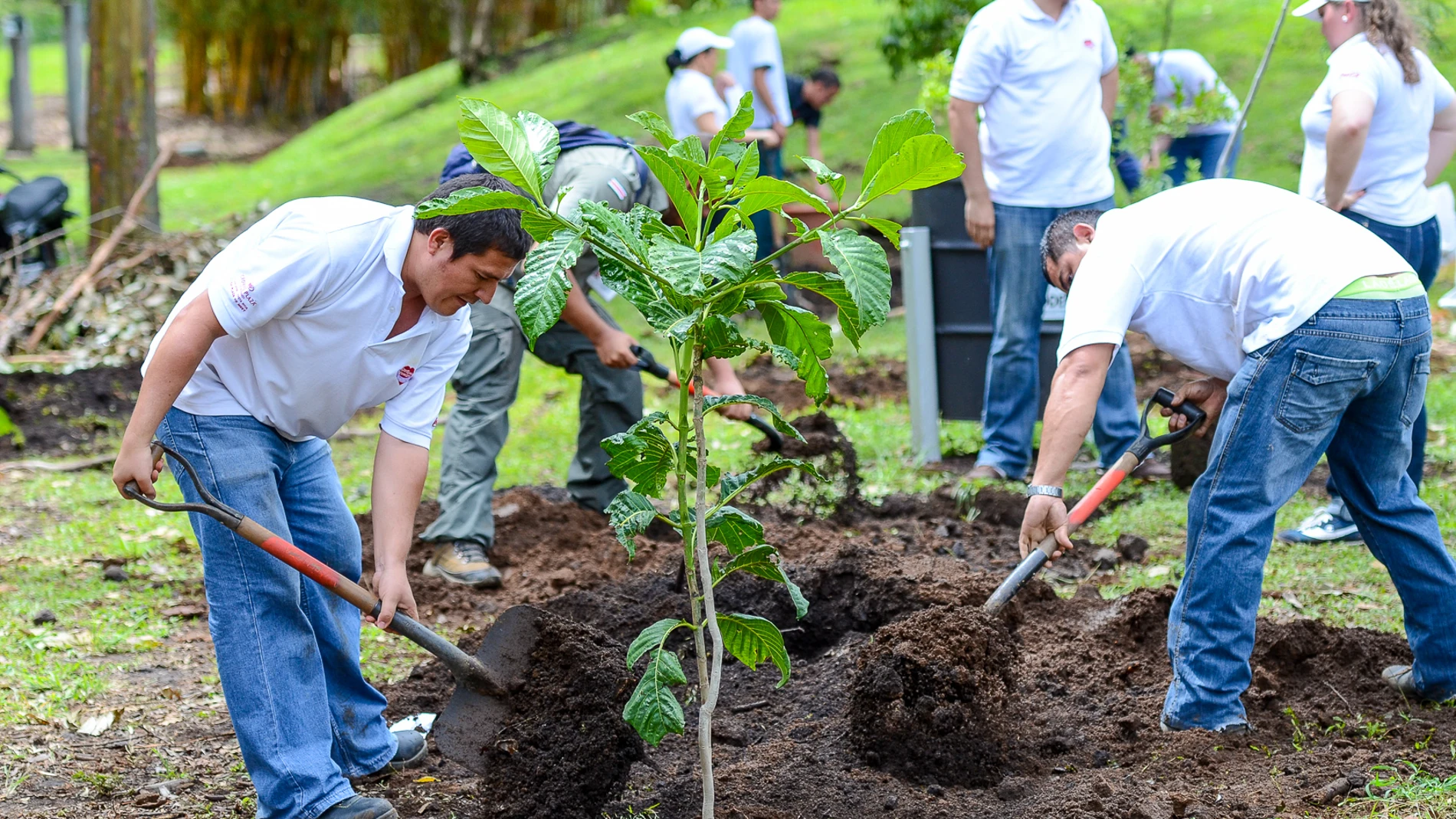 Santander se adhiere al mayor plan de reforestación de España, que plantará más de 60 millones de árboles