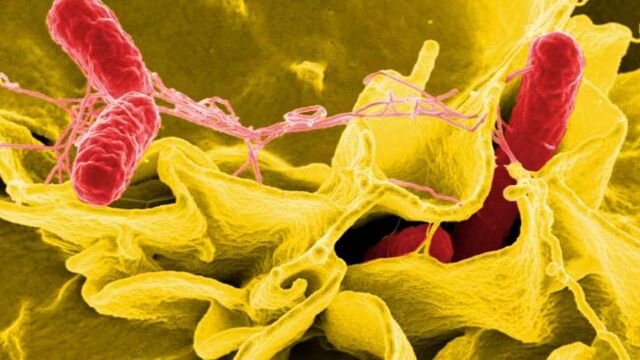 Los ácidos grasos de alta energía son absorbidos por las células madre de la sangre, lo que las alimenta de forma eficaz y les permite producir millones de glóbulos blancos que combaten la Salmonella, en la imagen