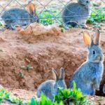 Plaga de conejos en Madrid
