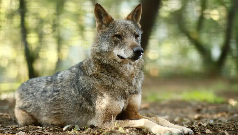 LUGO, 28/10/2021.- Un lobo Ibérico descansa en la reserva Natural de Marcelle (Lugo).