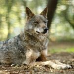 LUGO, 28/10/2021.- Un lobo Ibérico descansa en la reserva Natural de Marcelle (Lugo).