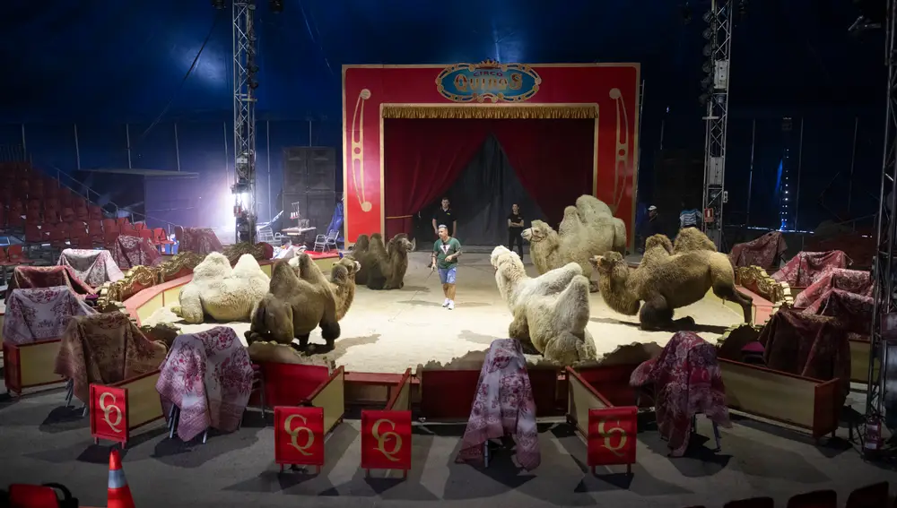 Una imagen del Circo Quirós, uno de los más exitosos de España y de los pocos que todavía trabajan con animales