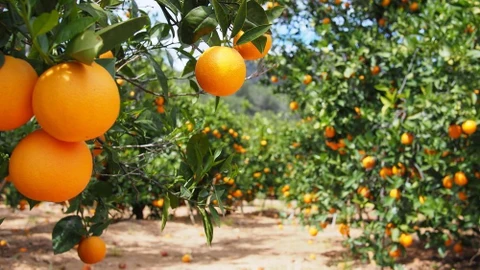 Cítricos de Murcia