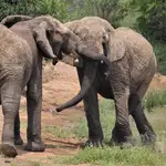 Imagen de dos elefantes africanos (Nel_Botha-NZ)