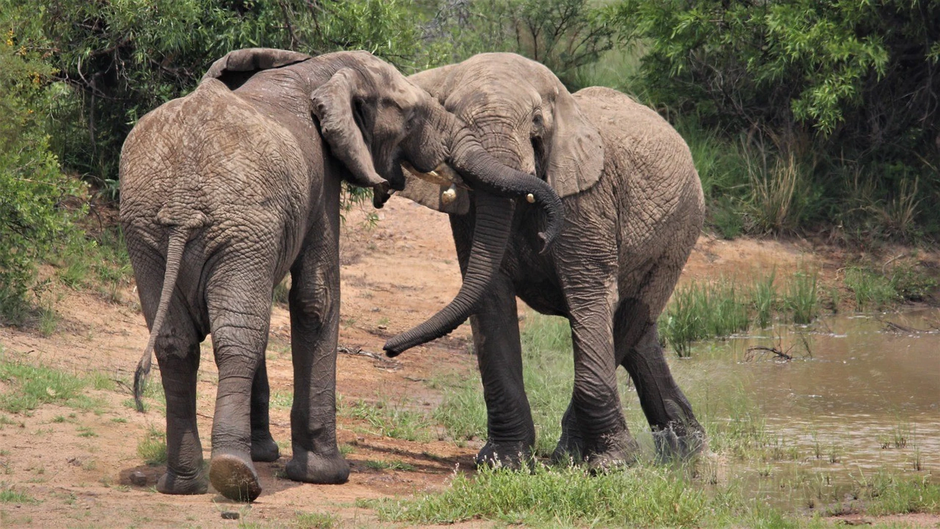 Imagen de dos elefantes africanos (Nel_Botha-NZ)