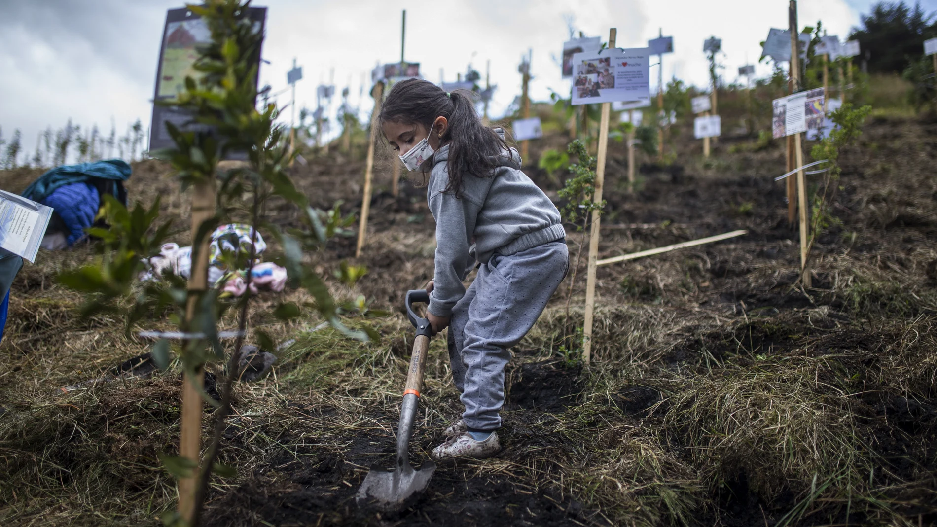 Una niña echa tierra sobre un árbol plantado encima de los restos de una familia muerta por covid en Bogotá (Colombia)