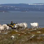 La cría de renos es una de las actividades tradicionales de los samis