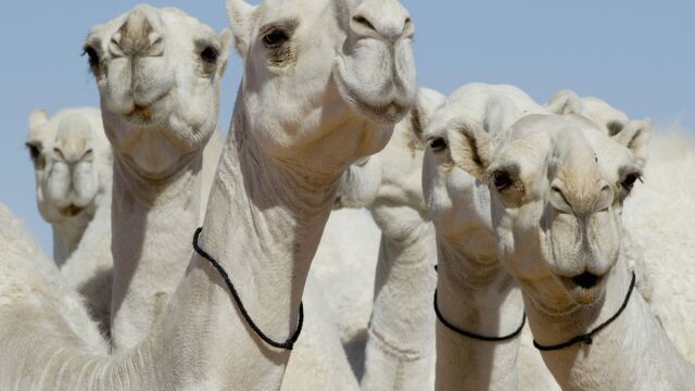 Cada vez más criadores retocan a los animales con pestañas postizas y estiramientos de piel para mejorar su apariencia y ganar premios