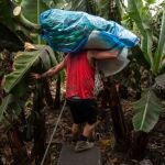 Un agricultor recoge plataneras cubiertas de ceniza, en una finca de Fuencaliente, a 9 de noviembre de 2021, en La Palma,