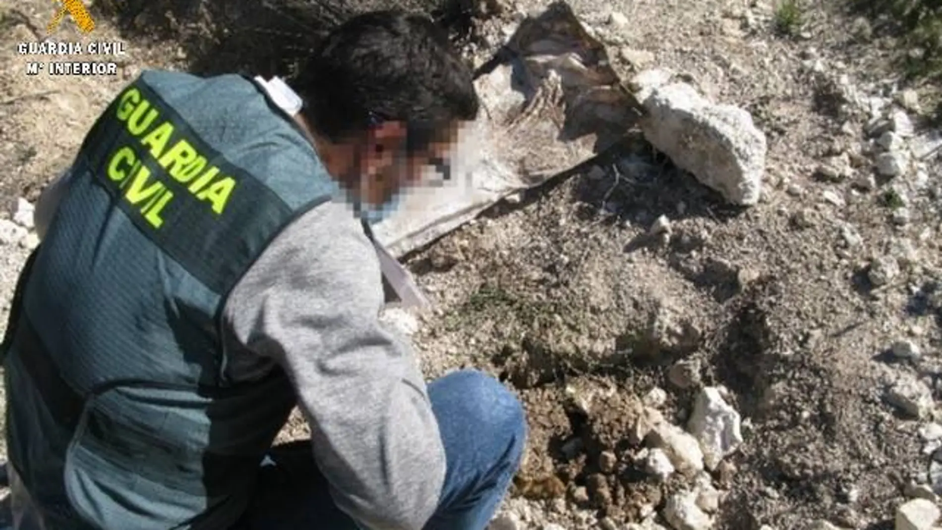 Investigan a un veterinario y al dueño de 22 mastines por sacrificarlos en Palencia