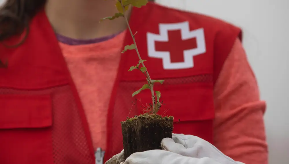 Cruz Roja Castilla y León está plantando 26.000 árboles autóctonos este mes de noviembre
