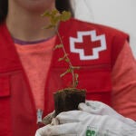 Cruz Roja Castilla y León está plantando 26.000 árboles autóctonos este mes de noviembre