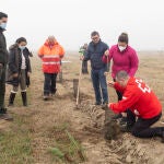 Cruz Roja Castilla y León está plantando 26.000 árboles autóctonos este mes de noviembre