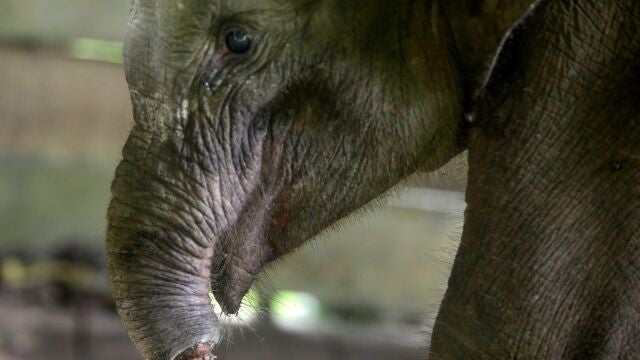 El elefante no pudo superar la infección provocada por la trampa