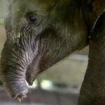 El elefante no pudo superar la infección provocada por la trampa