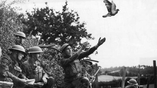 Soldados lanzando una paloma mensajera durante la Segunda Guerra Mundial