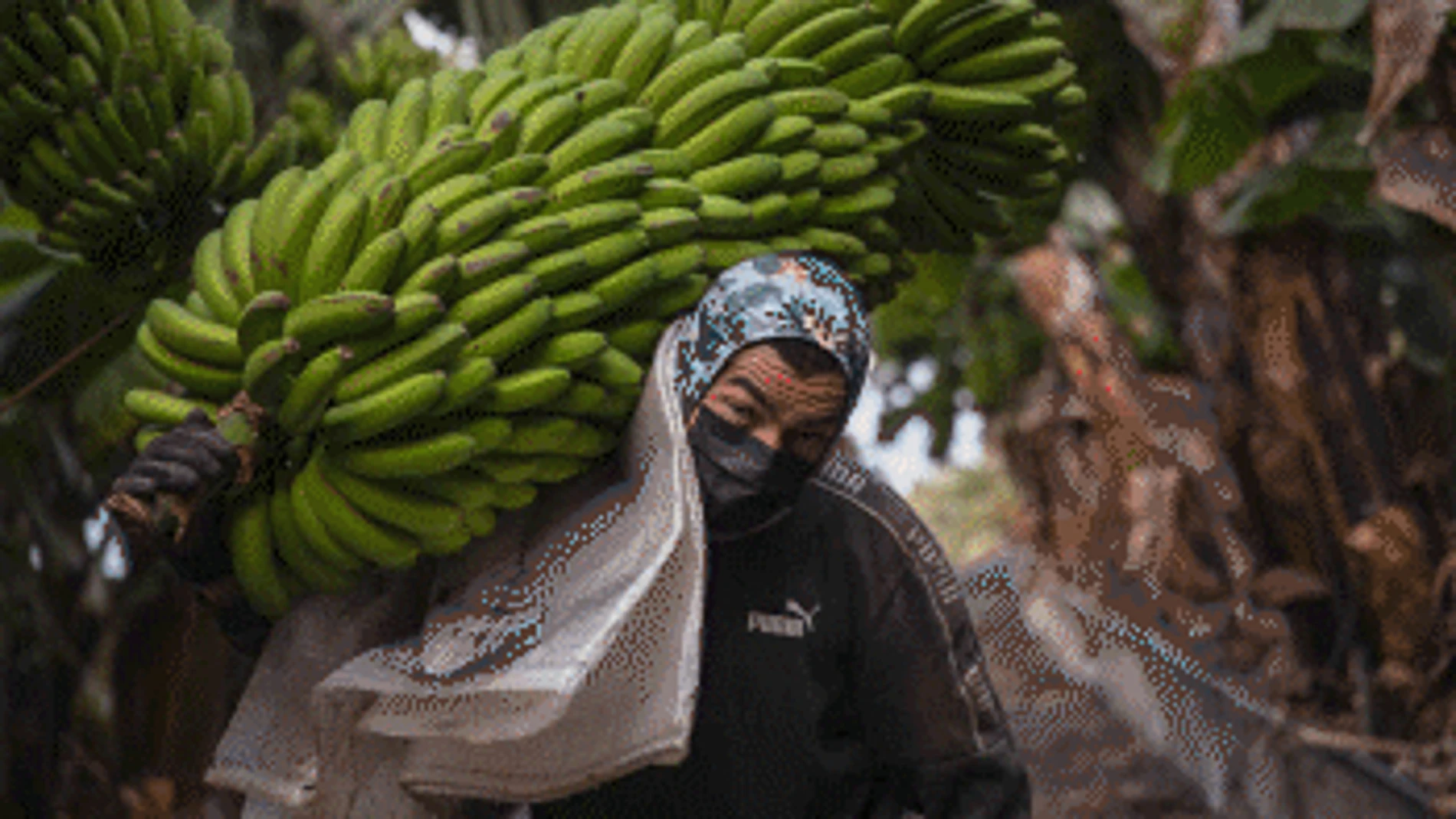Recolectores de plátanos en La Palma
