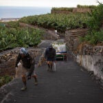 Reportaje a Jorge y Tobias, recolectores de platanos de La Palma que han visto muy afectado su trabajo debido a la cenizas del volcan de Cumbre Vieja