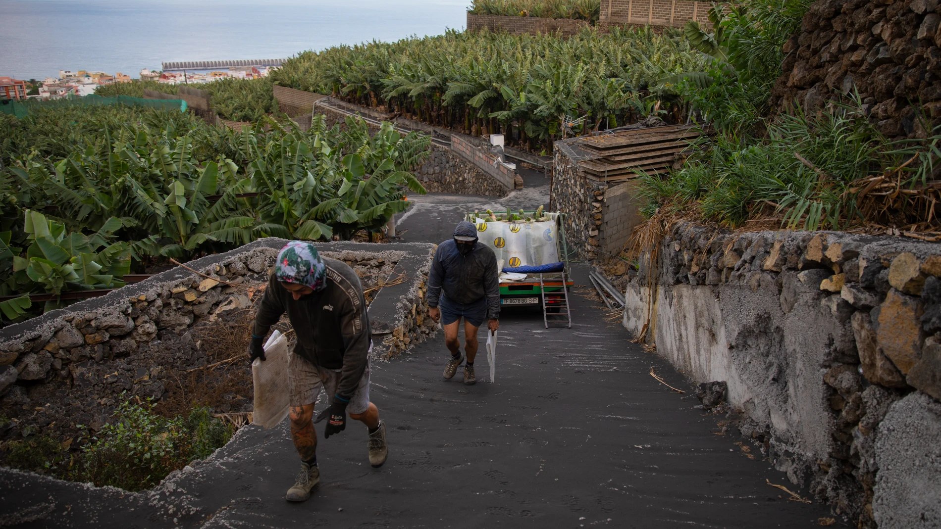 Reportaje a Jorge y Tobias, recolectores de platanos de La Palma que han visto muy afectado su trabajo debido a la cenizas del volcan de Cumbre Vieja