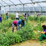 Trabajos agrícolas con respeto ambiental