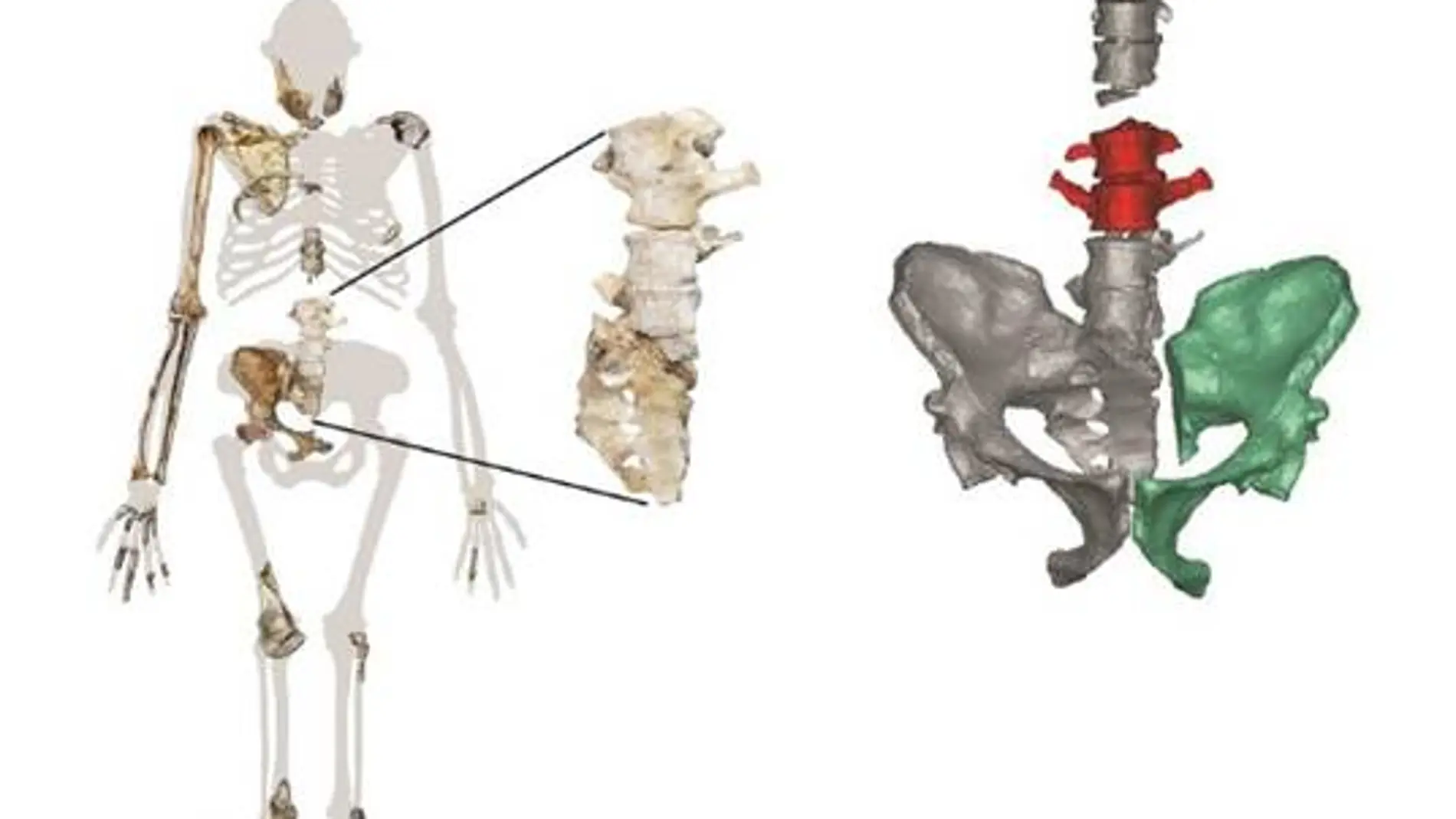 Las nuevas vértebras confirma que Mapala Hominin podía caminar y subir a los árboles