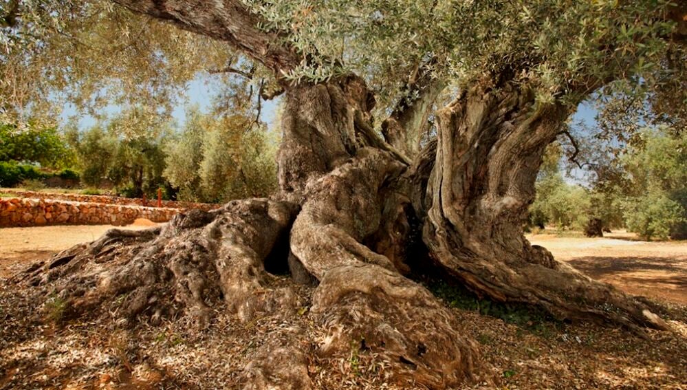 Cuál es el árbol sagrado que abunda en España