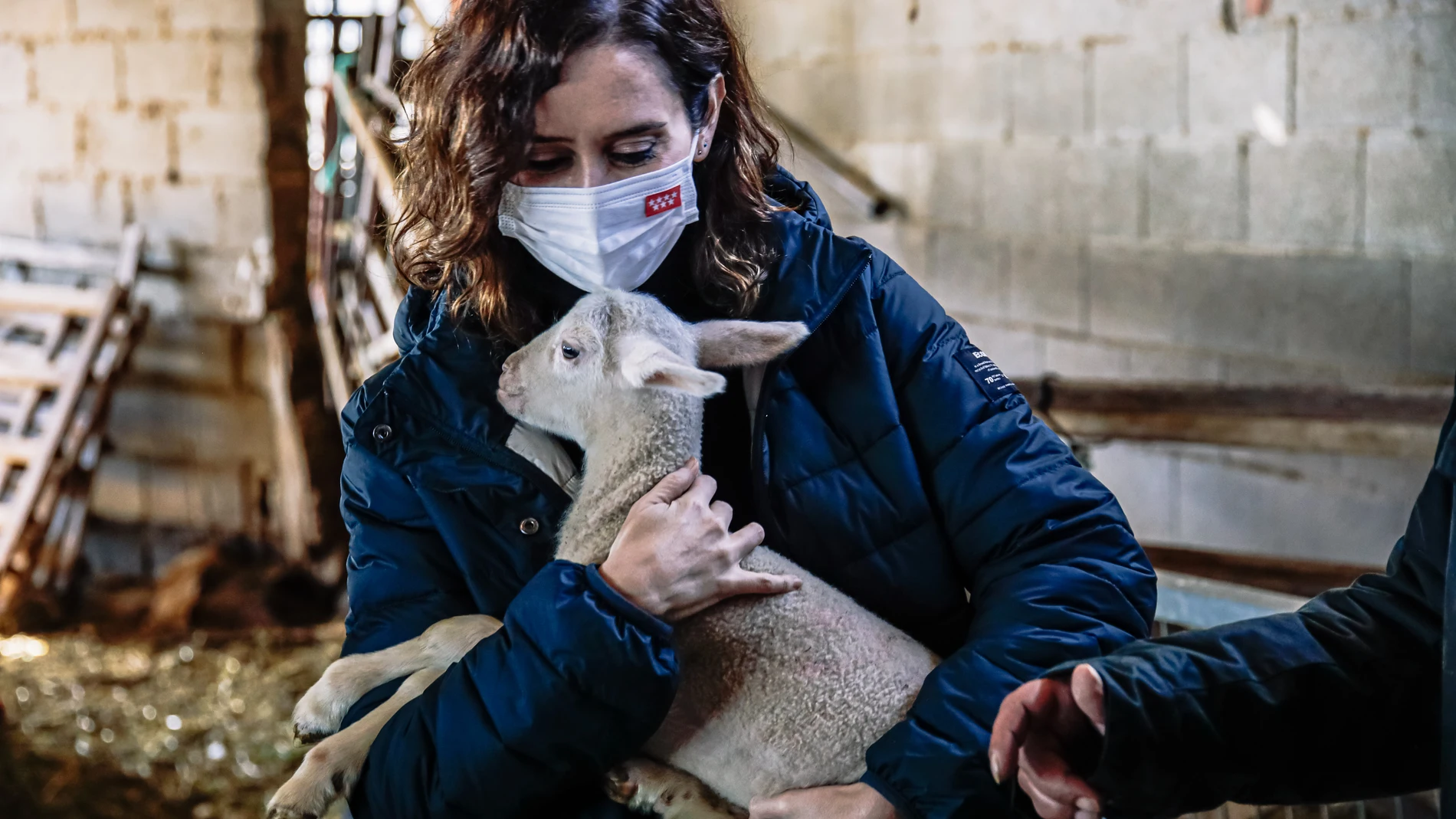 La presidenta de la Comunidad de Madrid, Isabel Díaz Ayuso, abraza a un cordero durante una visita a una explotación de ganado ovino y quesería en Colmenar Viejo