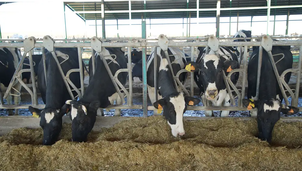 Vacas lecheras de una explotación vallisoletana