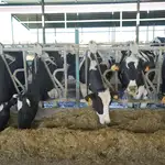 Vacas lecheras de una explotación vallisoletana