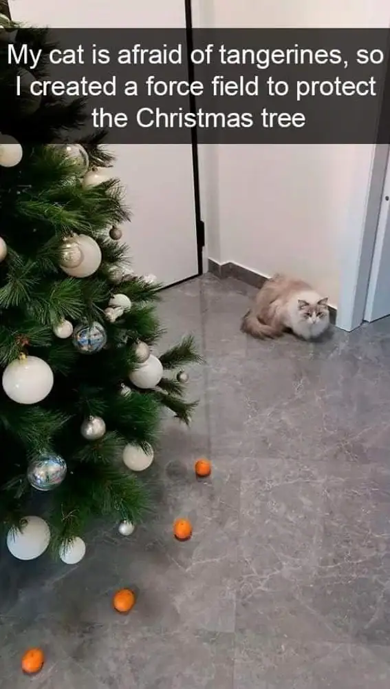 lrene Olocco logró que su gato no se acercara el árbol de Navidad con un sencillo truco
