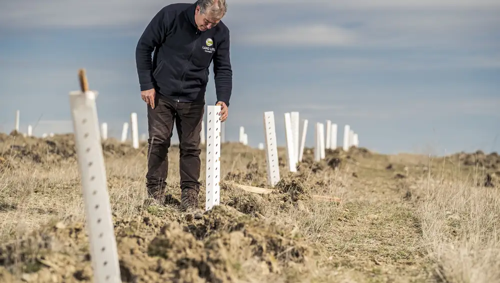 Proyecto de reforestación en Castilla y León