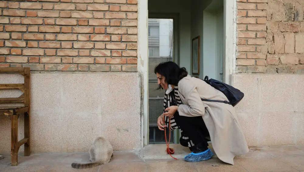 Una mujer juega con un gato en el café Museo del Gato Persa en Teherán | Fuente: EFE/ Jaime León