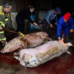 Matanza doméstica de cerdos en una casa