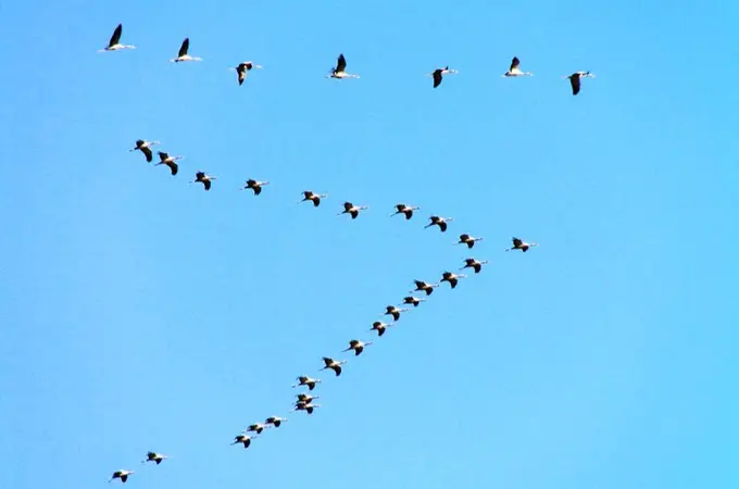 ¿Se están volviendo más claras las plumas de las aves?
