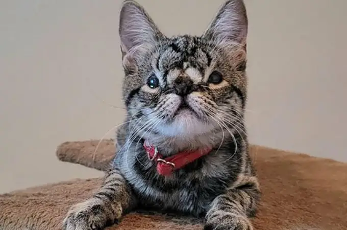 Kaya, la gatita con una anomalía facial, encuentra un nuevo hogar