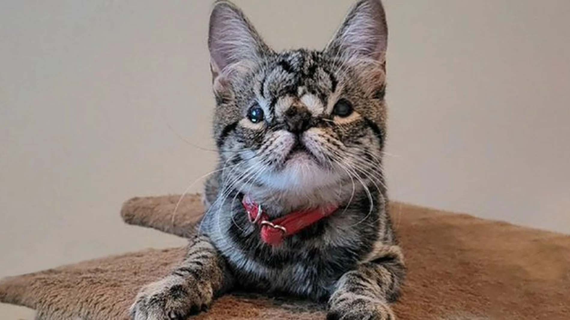 Kaya, la gata con anomalía facial que ha sido adoptada