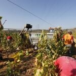 El nuevo órdago de PNV podría hacer peligrar el negocio de 15.000 viticultores