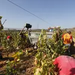 El nuevo órdago de PNV podría hacer peligrar el negocio de 15.000 viticultores