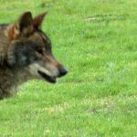 Que viene el lobo
