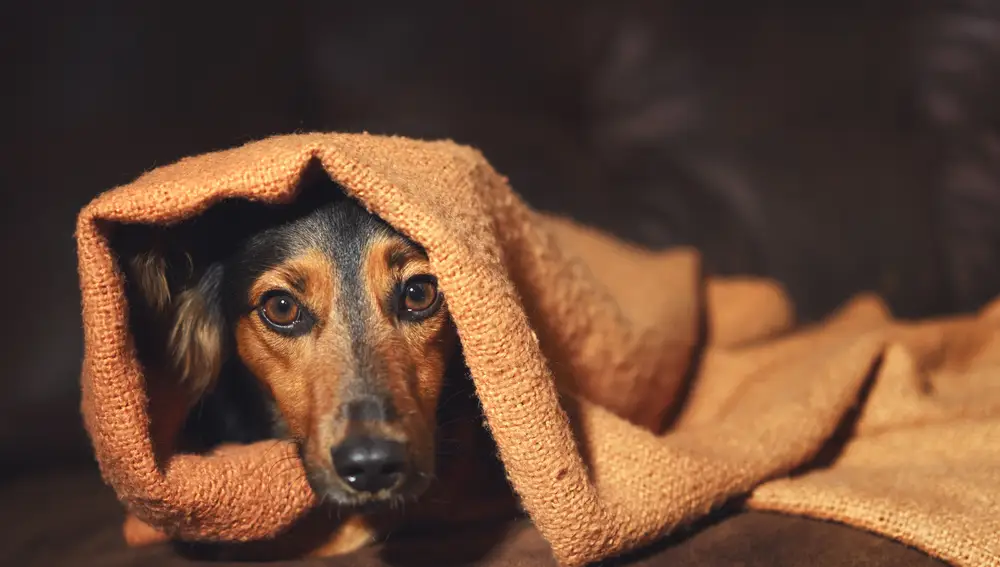 perro asustado en una manta
