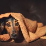 perro asustado en una manta