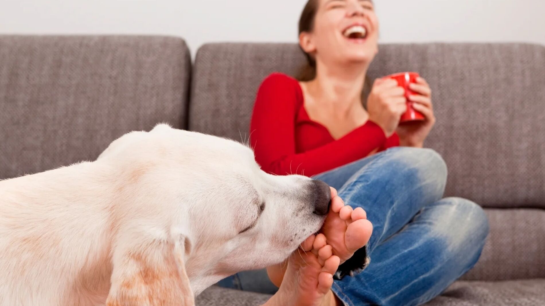 Las 5 razones por las que su perro le lame los pies