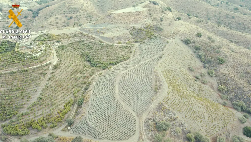 Vista aérea de una de las plantaciones de marihuana.GUARDIA CIVIL14/12/2021