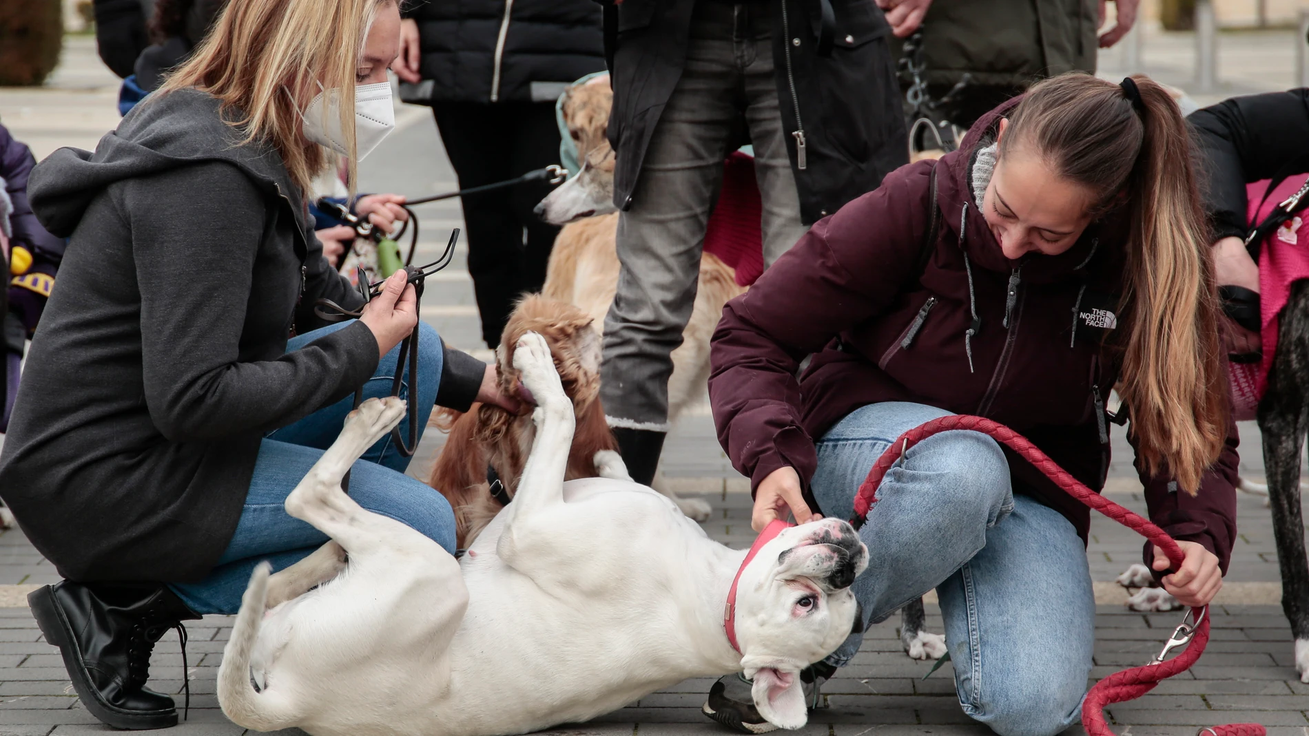 El Partido Animalista Contra el Maltrato Animal, Pacma, organiza un paseo con animales en adopción
