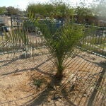 Imagen de la palmera datilera de Judea