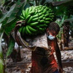 Un agricultor lleno de ceniza recoge una piña de plátanos el 23 de septiembre