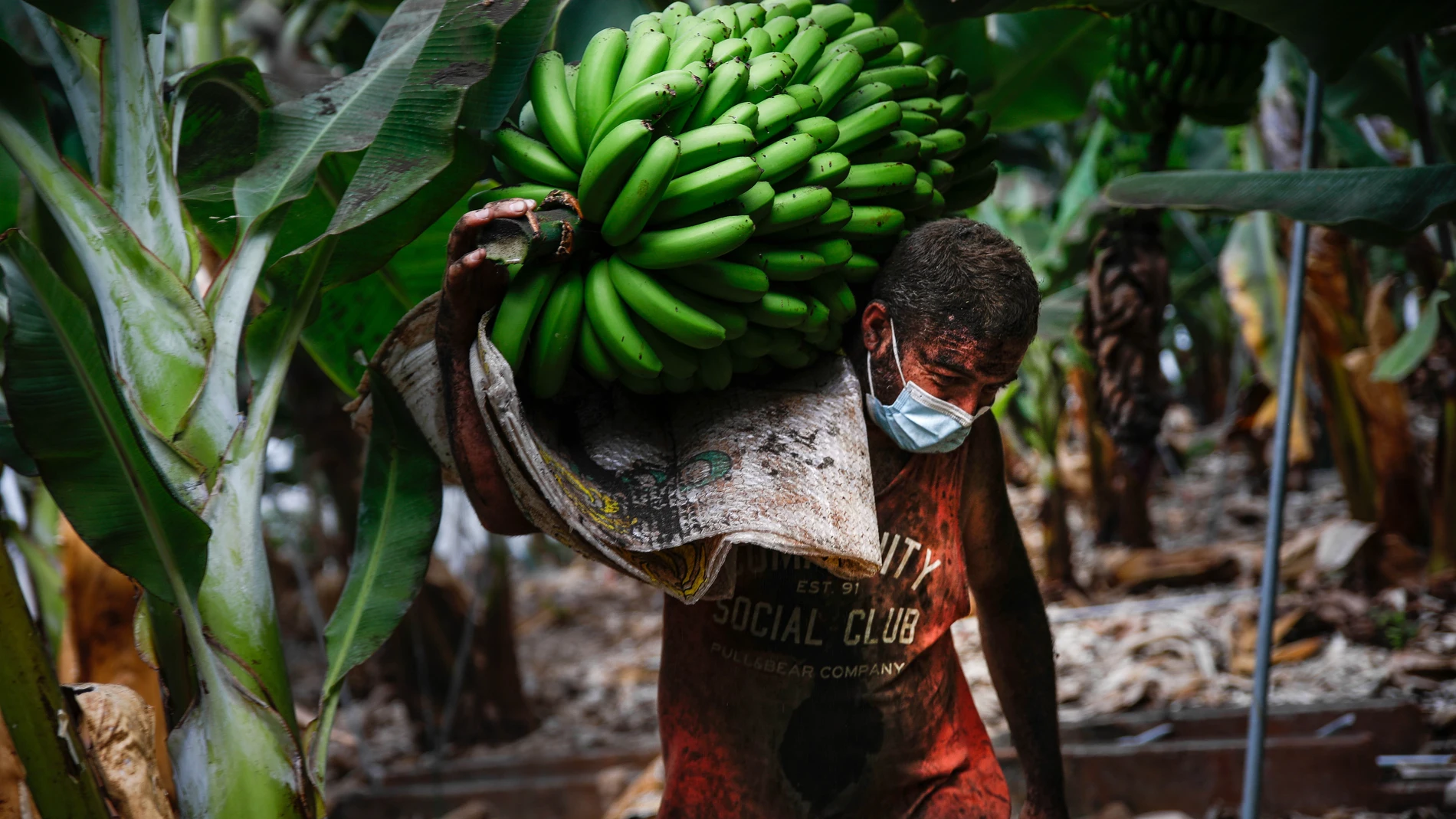 Un agricultor lleno de ceniza recoge una piña de plátanos el 23 de septiembre