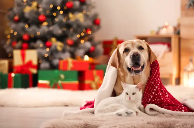 Dos de cada diez perros se adoptan en vísperas de Navidad 