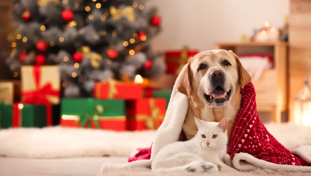 Perro y gato en navidad