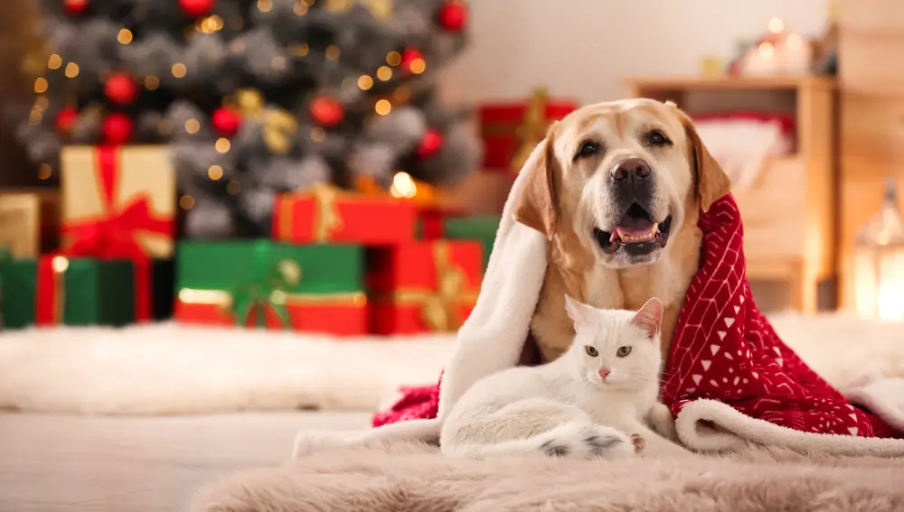 Un 36% de las protectoras de España apuntan a un aumento significativo de peticiones de adopción de perros y gatos antes de Navidad
